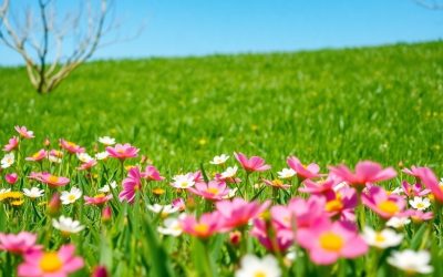 Naturfotografie im Frühling: Was beachten?